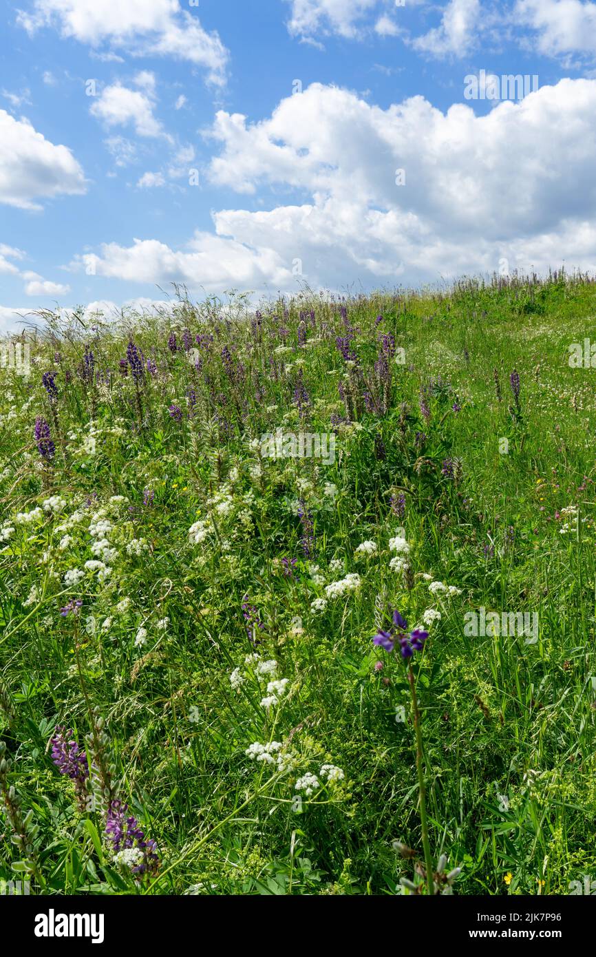 Meadow with blooming blue-pod lupine flowers under blue sky with some clouds Stock Photo