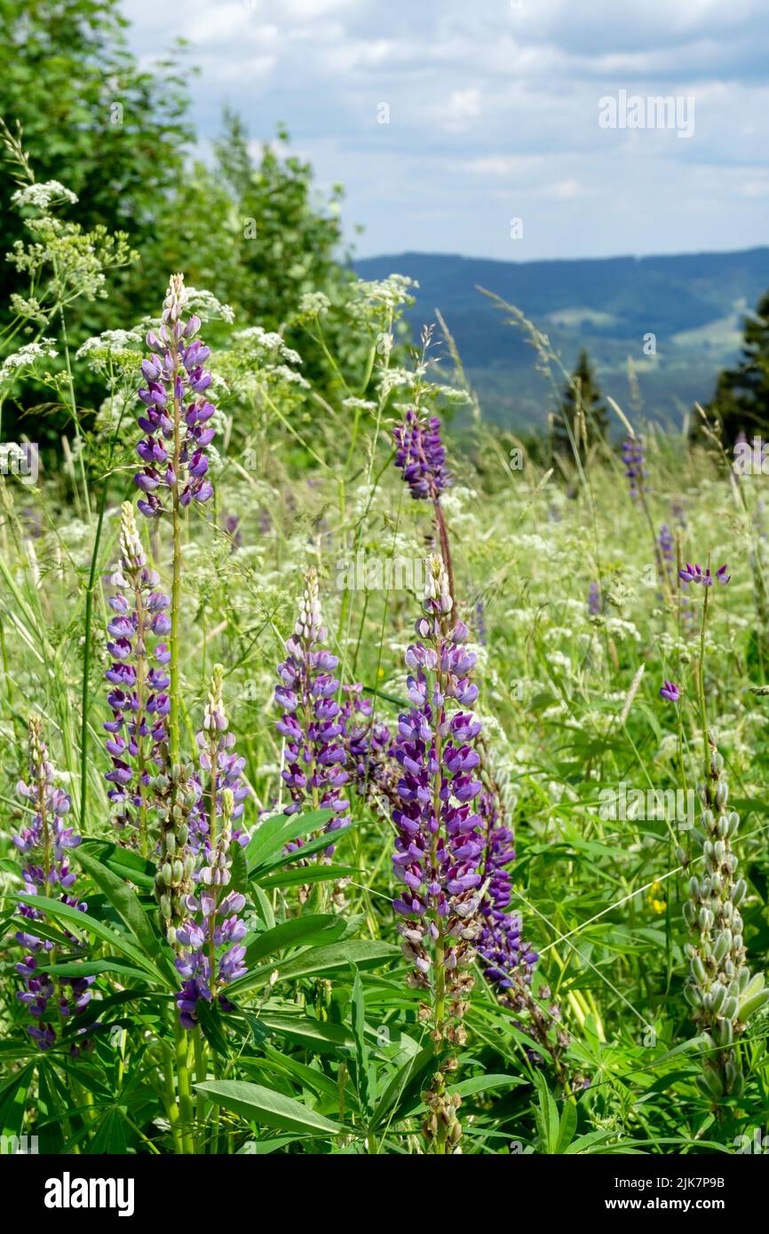 Landscape with blooming blue-pod lupine flowers, wildflower meadow Stock Photo