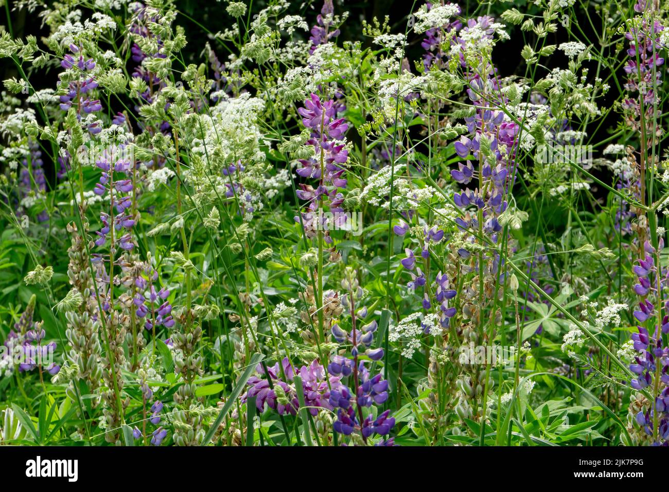Blooming purple lupine flowers  and fool's parsley flowers in the meadow - floral background with wildflowers Stock Photo