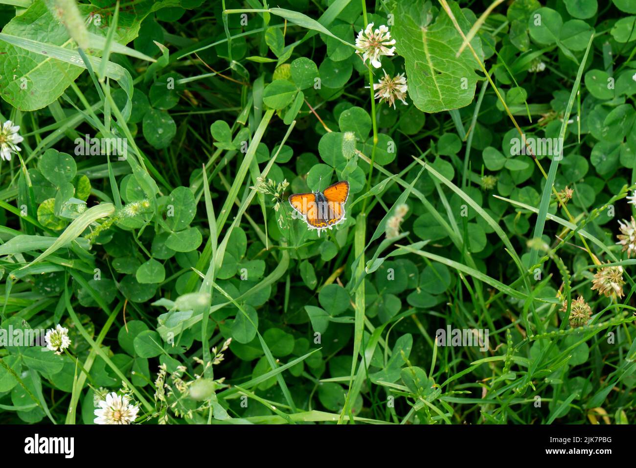 Purple-edged copper butterfly sitting on the flower of white clover Stock Photo