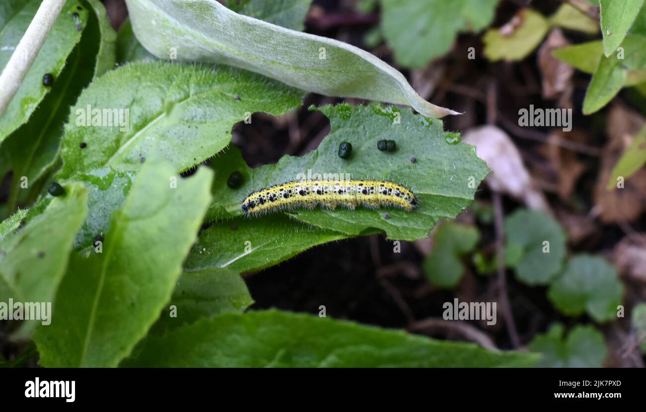 Yellow caterpillar of a european cabbage white butterfly. Stock Photo