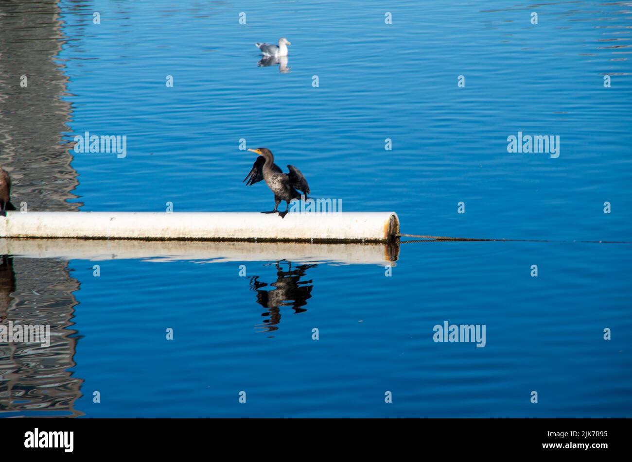 Lake Merritt is a good place to photograph birds or go for a walk near