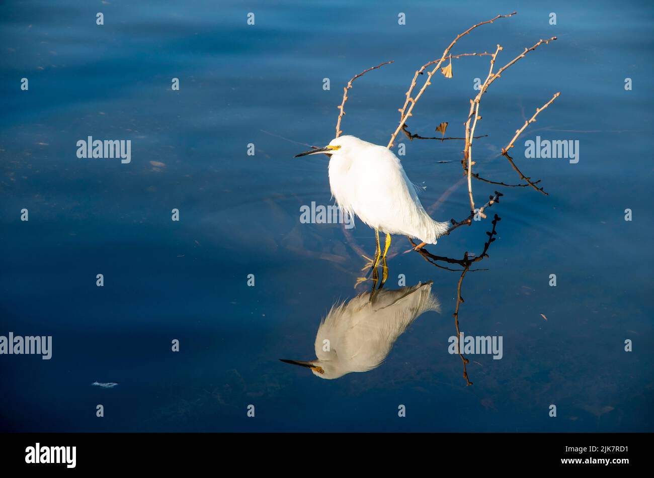 Lake Merritt is a good place to photograph birds or go for a walk near