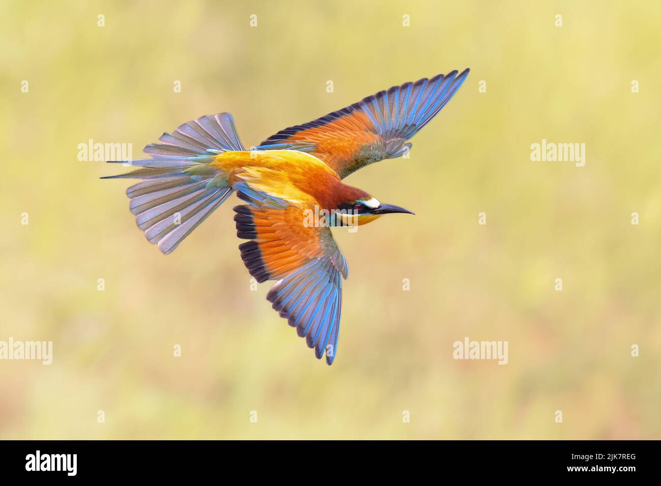 European Bee-Eater (Merops apiaster) in flight on blurred background near Breeding Colony. This bird breeds in southern Europe and in parts of north A Stock Photo