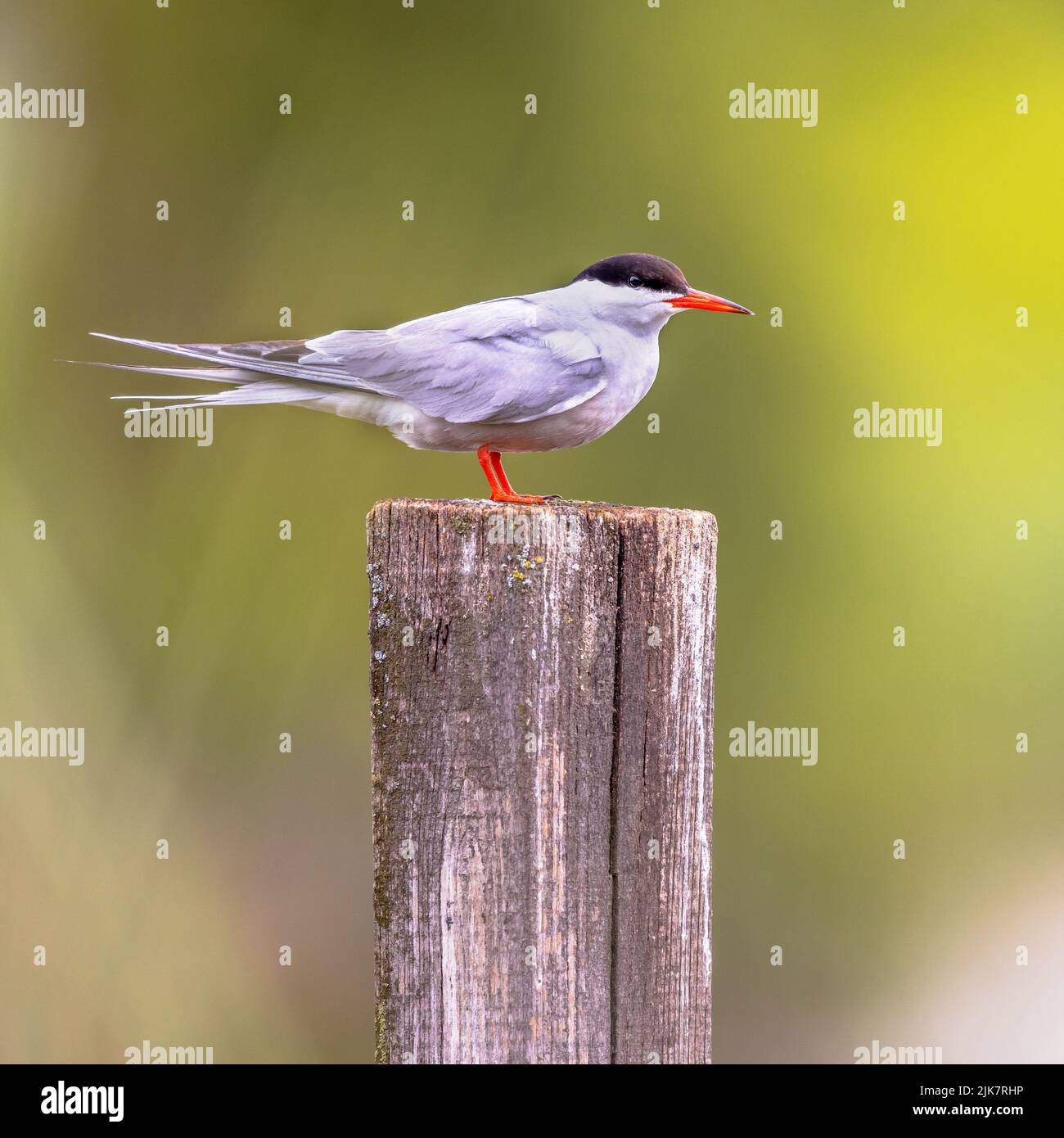 Common Tern (Sterna hirundo) perched on pole in rainy conditions. This is a seabird in the family Laridae. Wildlife Scene of Nature in Europe. Stock Photo