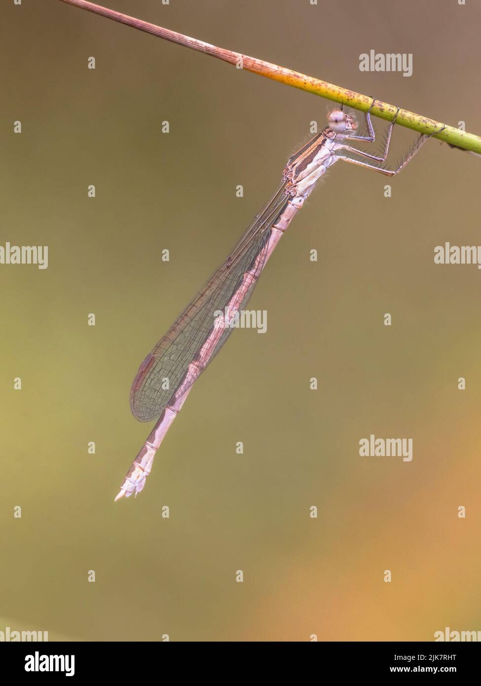 Common winter damselfly (Sympecma fusca) perched on twig against bright green background Stock Photo