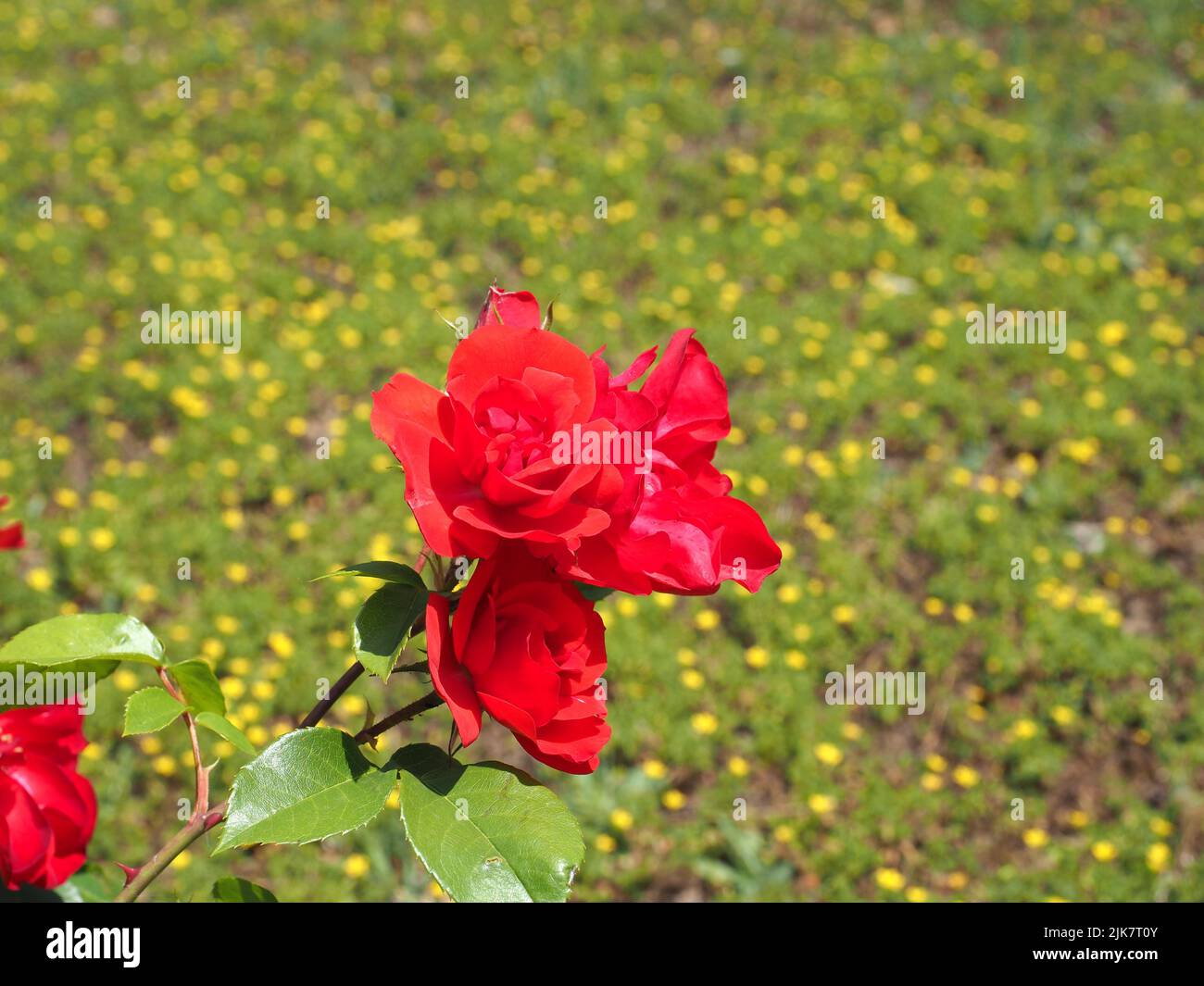 rose perennial shrub red flower scientific name Rosa Stock Photo