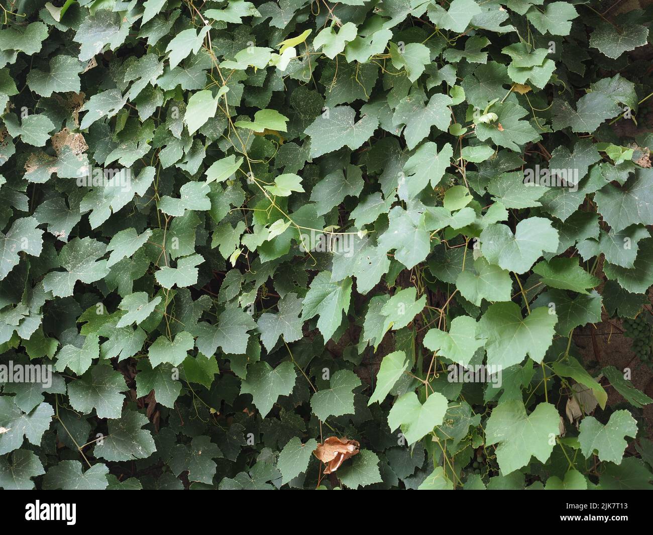 grapevine aka vine plant scientific name Vitis vinifera Stock Photo Alamy