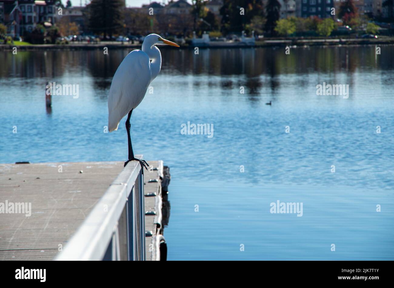 Lake Merritt is a good place to photograph birds or go for a walk near