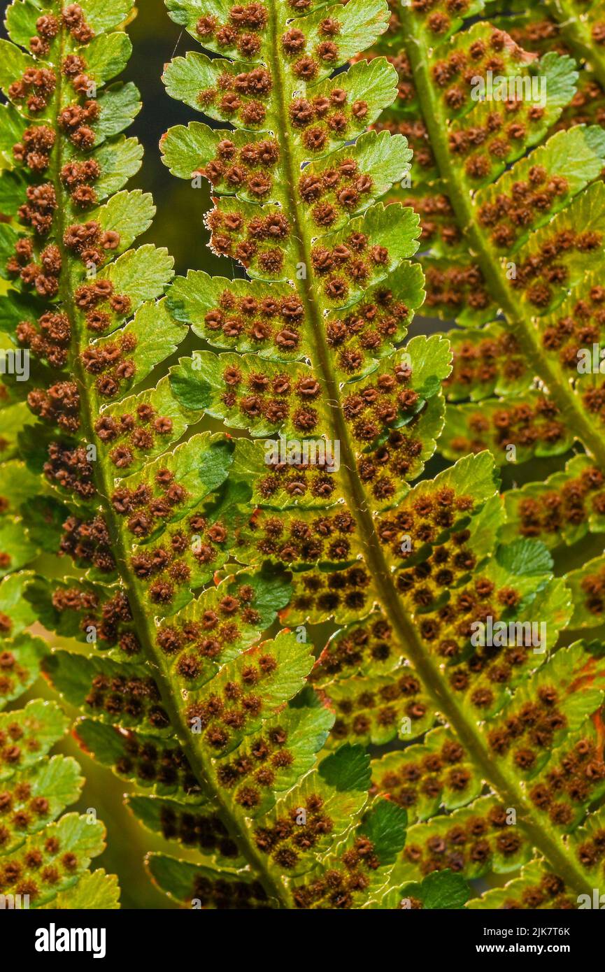 Clusters of sporangia on a fern. Groupes de sporanges on fern leaves. Reproduction of olypodiopsida or Polypodiophyta. Beaty in nature. Stock Photo