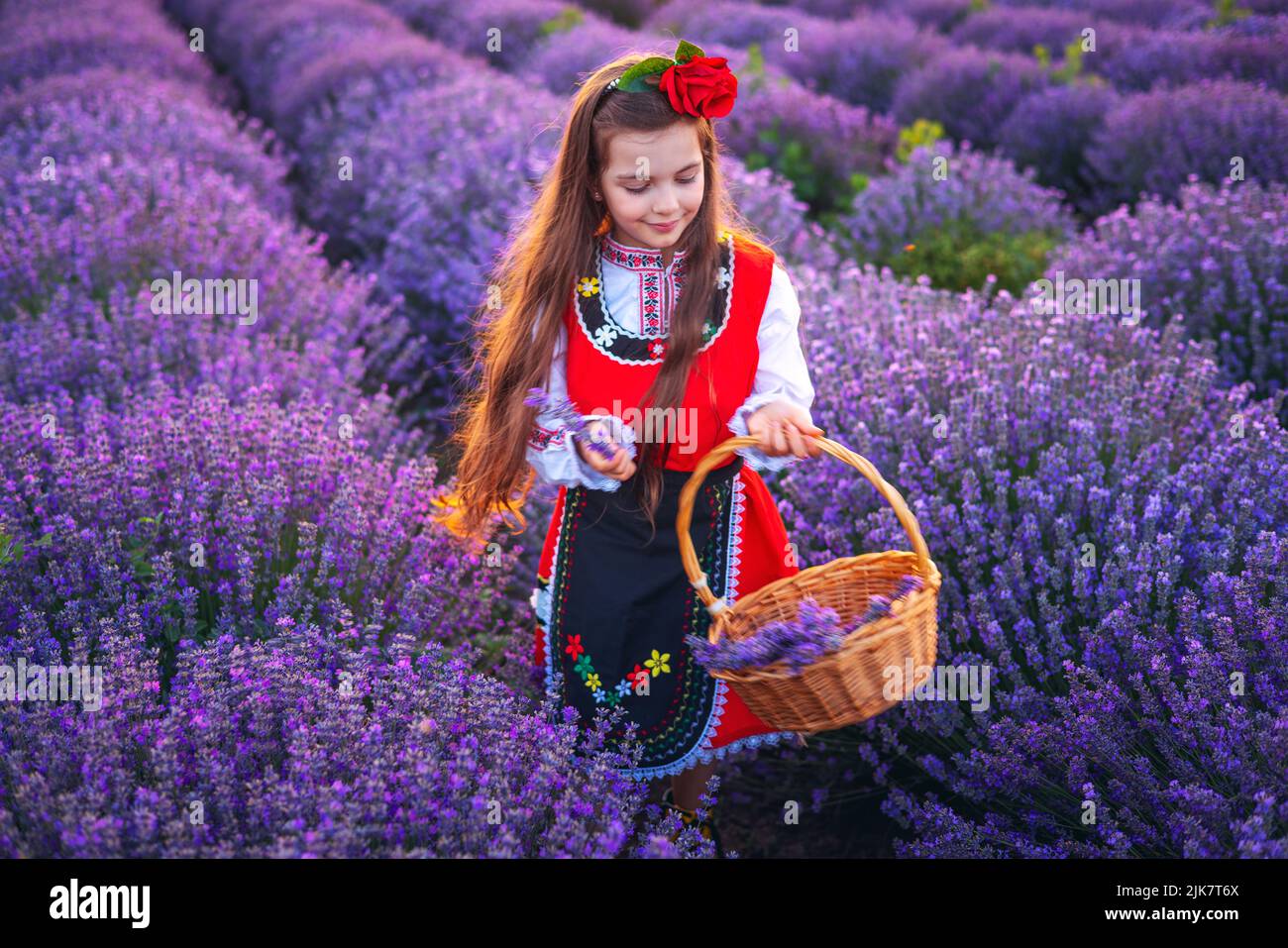 Bulgarian woman in traditional folklore costume picking lavender in basket during sunset. Young girl in a field. Stock Photo
