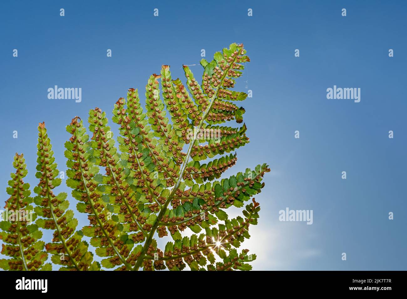 Fern in the sky. Clusters of sporangia on a fern. Groupes de sporanges on fern leaves. Reproduction of olypodiopsida or Polypodiophyta. Beaty in natur Stock Photo