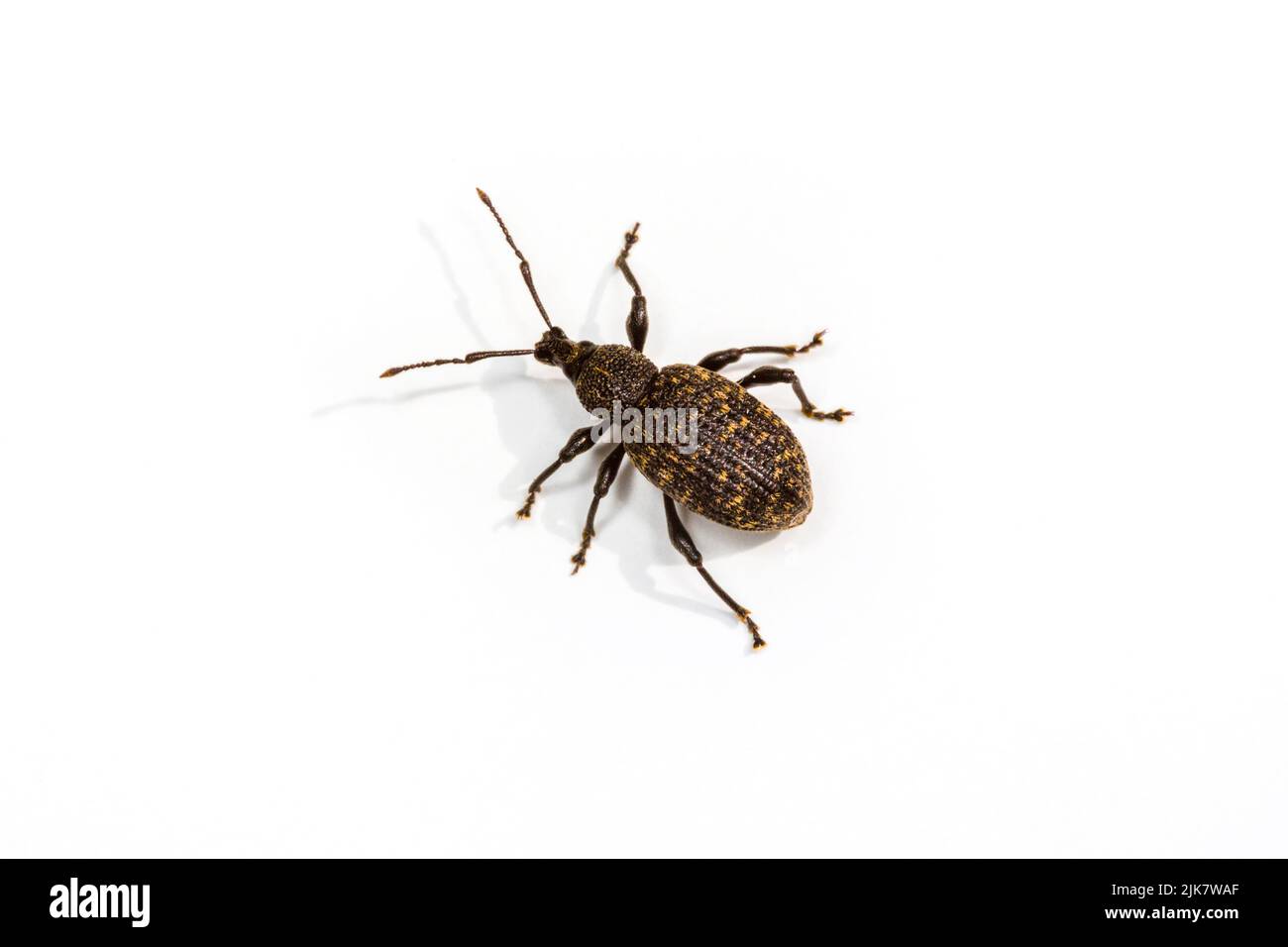 Otiorhynchus Sulcatus, Black Vine Weevil or Vine Weevil. A garden pest. Stock Photo