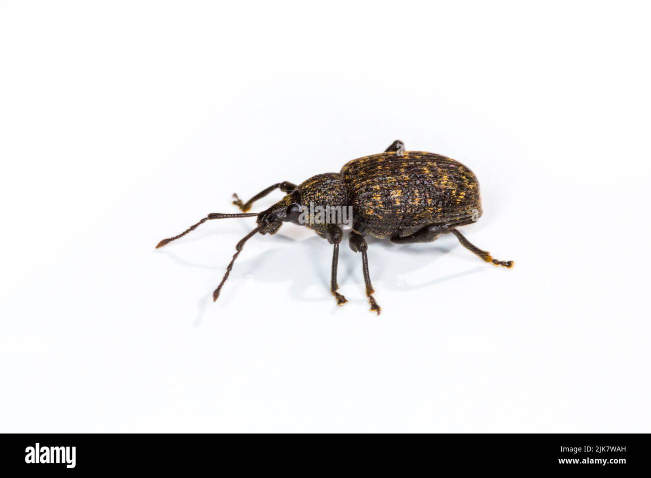 Otiorhynchus Sulcatus, Black Vine Weevil or Vine Weevil. A garden pest. Stock Photo