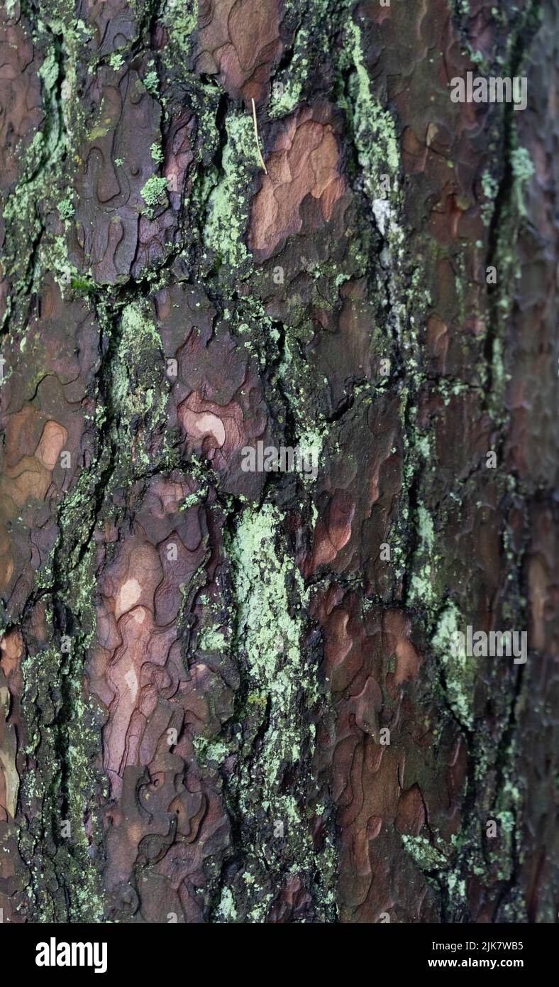 The bark of the spruce tree in closeup. Wet spruce bark, background