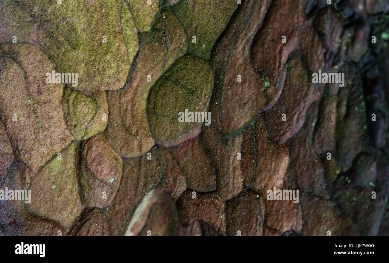 The bark of the spruce tree in closeup. Wet spruce bark, background