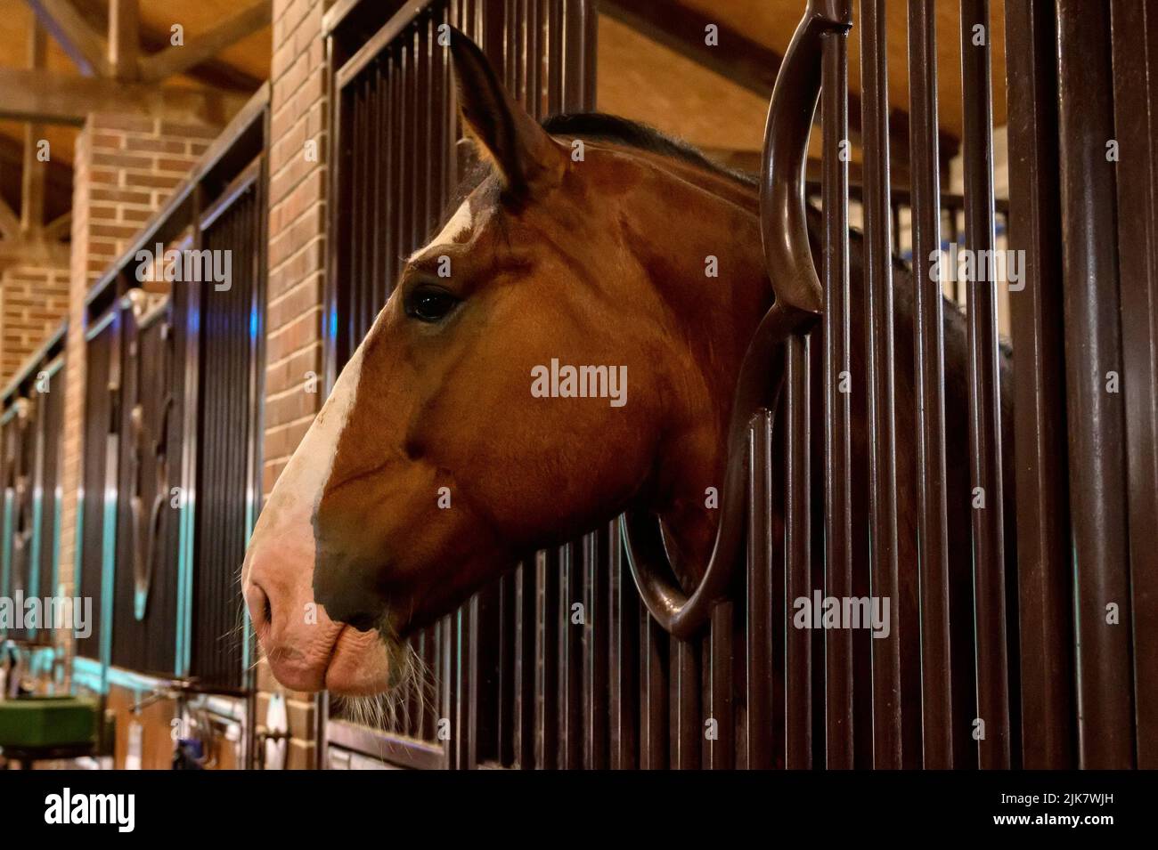Close up horse head in stables. Horse breeding Stock Photo