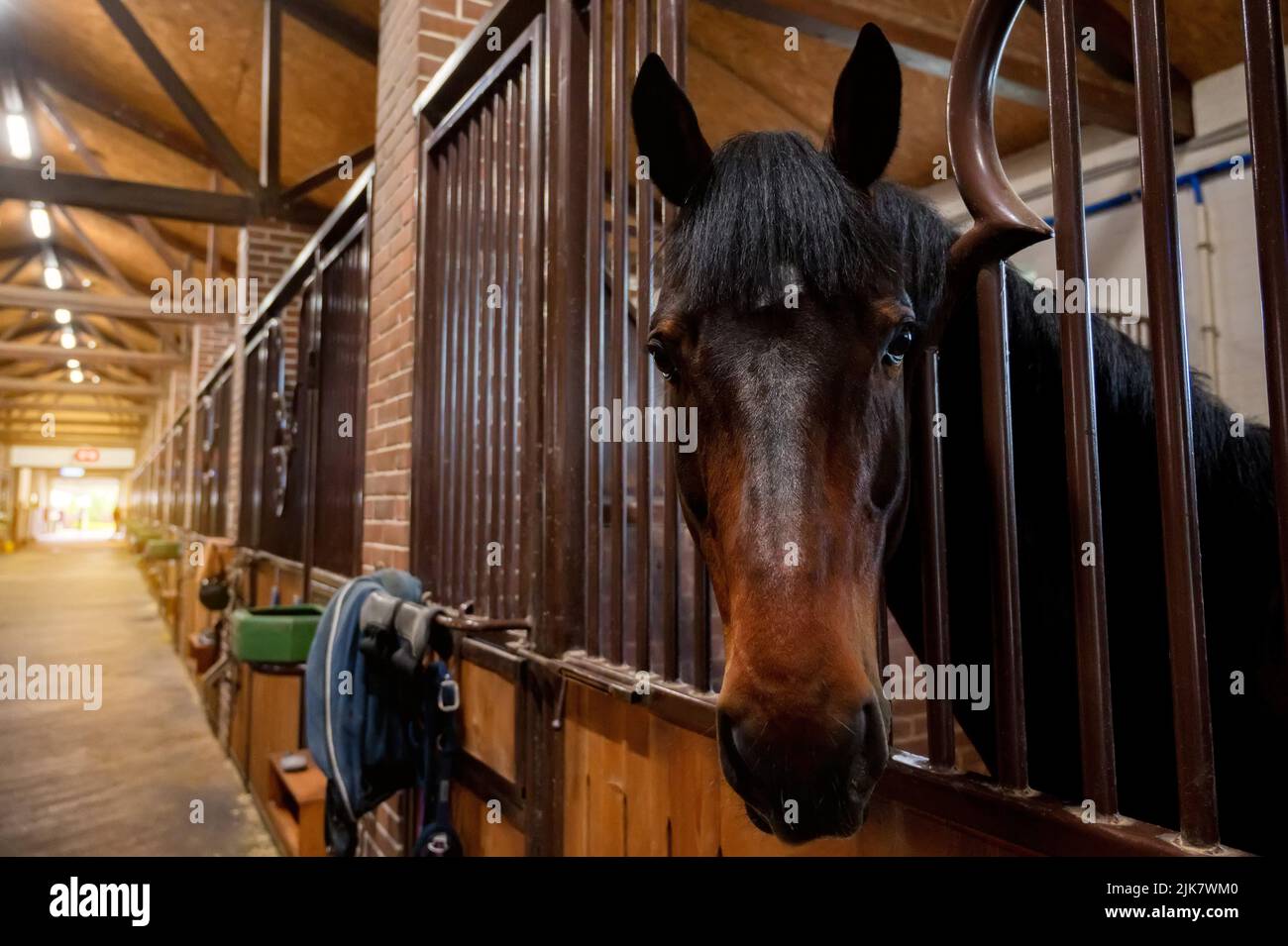Close up horse head in stables. Horse breeding Stock Photo