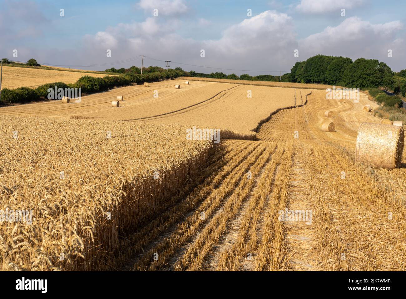 Wheat field at harvest time Stock Photo