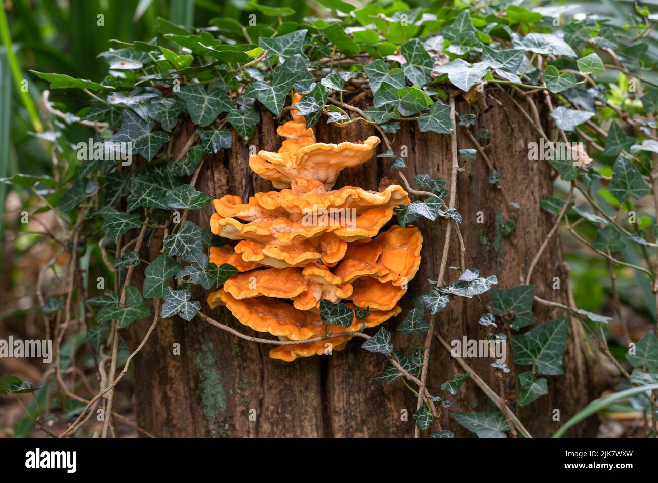 Chicken of the woods Laetiporus sulphureus on an old tree stump in a North Norfolk garden, UK Stock Photo