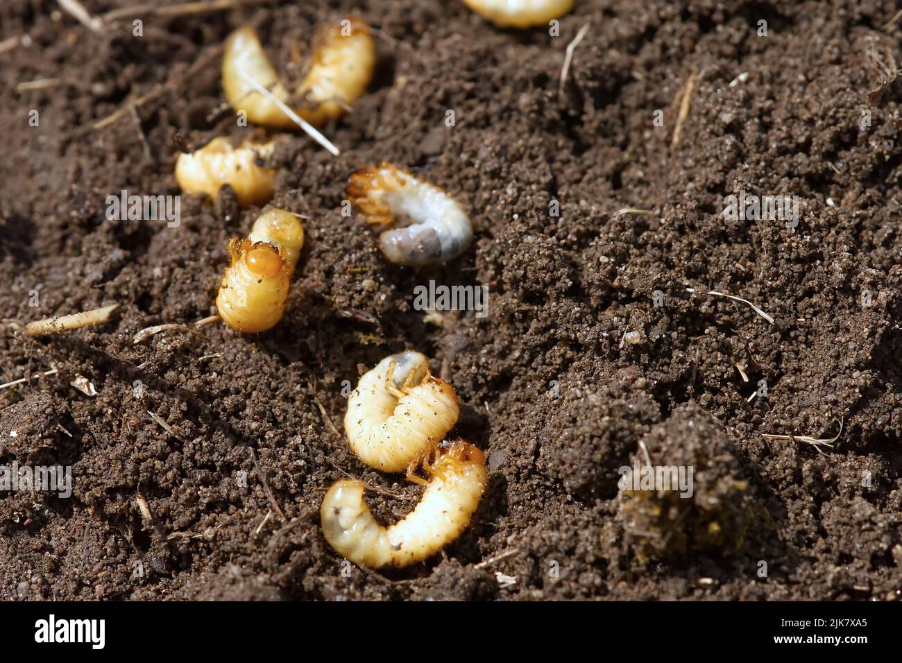 the larva of the may beetle. May Bug Melolontha Stock Photo