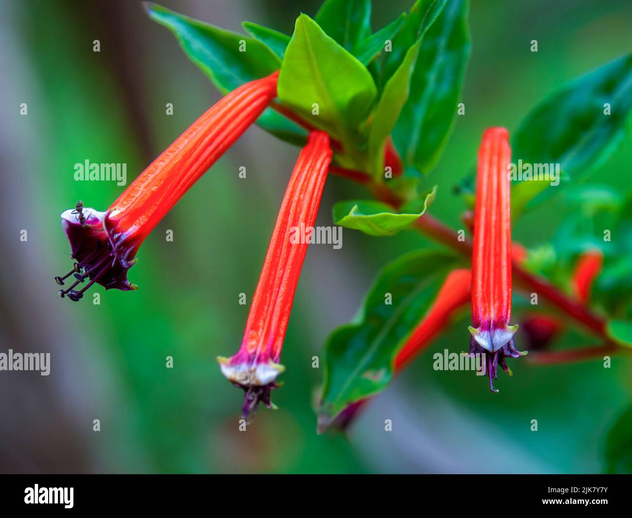 Macro-photography of three cigar plant flowers, captured in a garden near the colonial town of Villa de Leyva, in central Colombia. Stock Photo