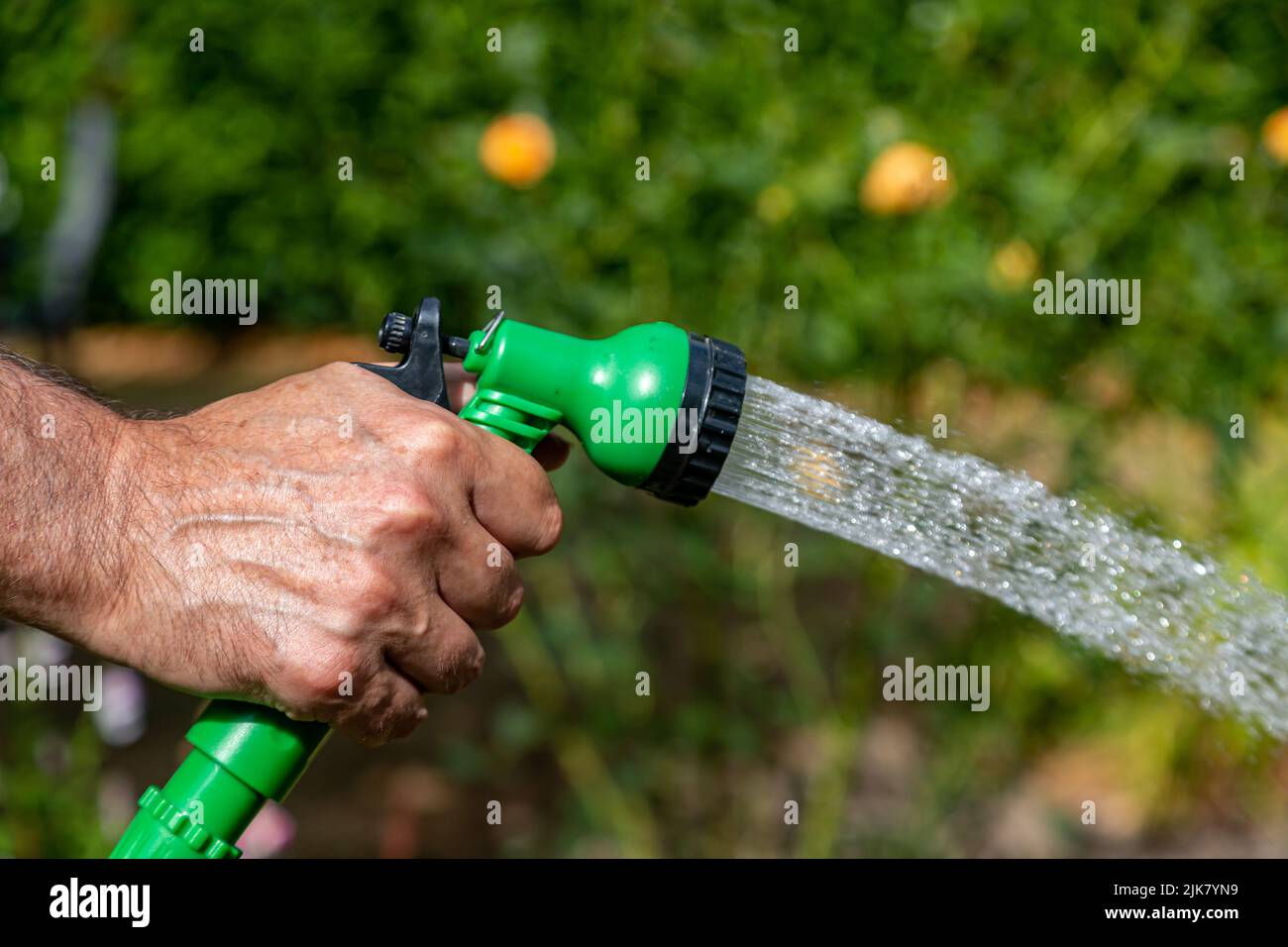 A man watering a garden with a hosepipe, during a dry summer in Sussex