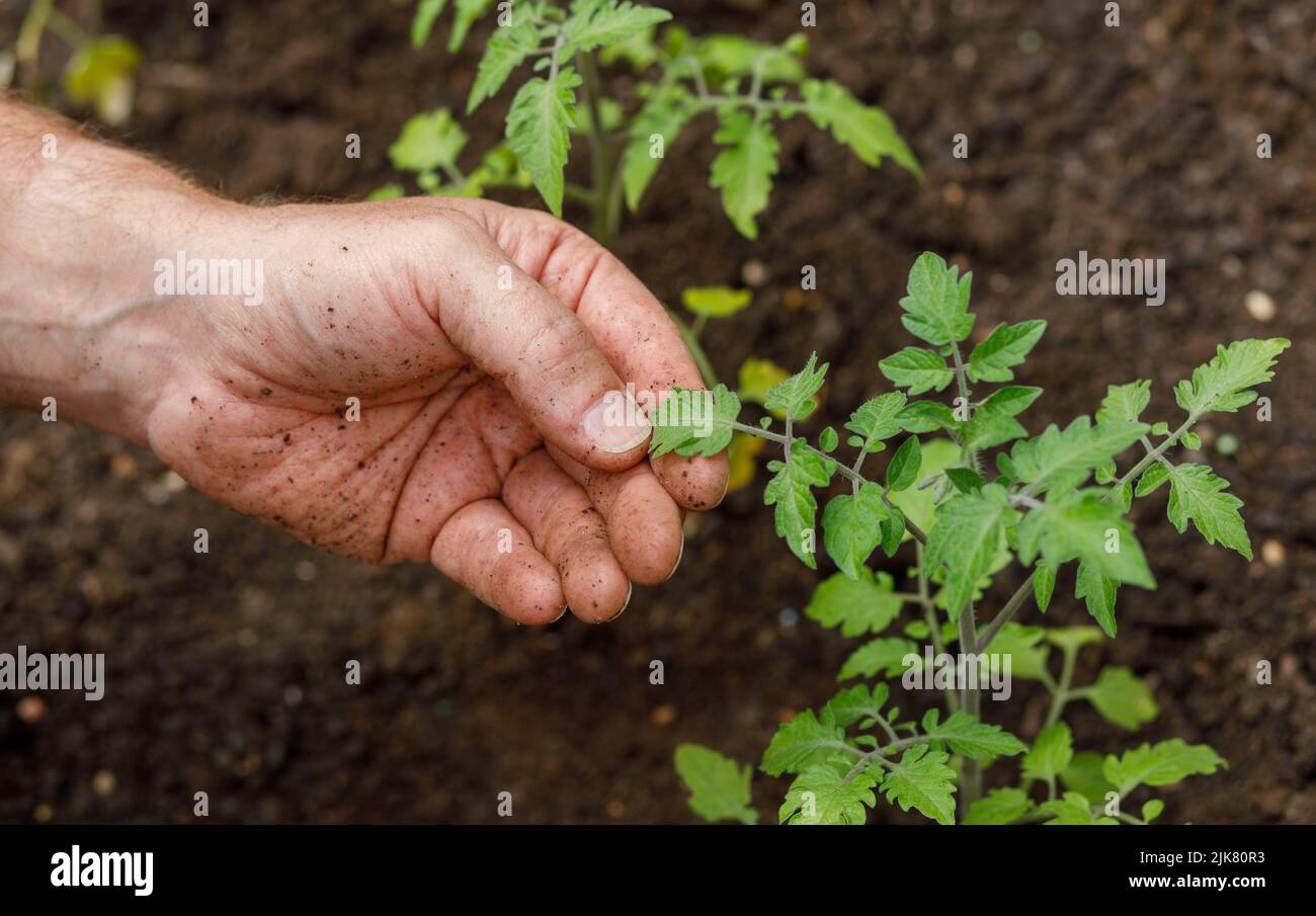 Gardeners hand and fingers holding the leaf of a freshly planted tomato ...
