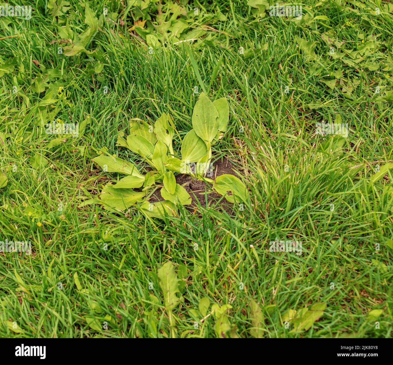Plantago lanceolata. Family Plantaginaceae. Plantain flowering plant with green leaf. Stock Photo