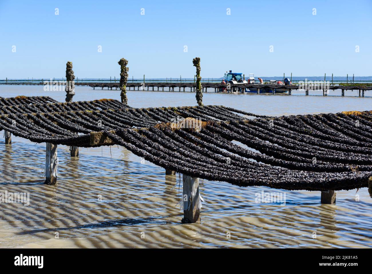 Mussel farming in the bay of Mont Saint-Michel. Cultivation of mussels, known as ‘bouchot’ mussels. Stock Photo