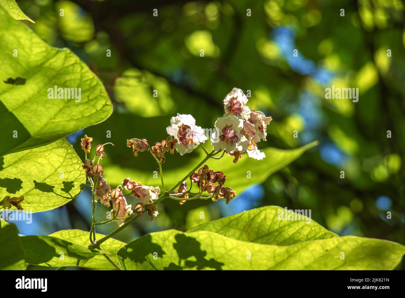 Catalpa Tree Bloom Hi-res Stock Photography And Images - Alamy