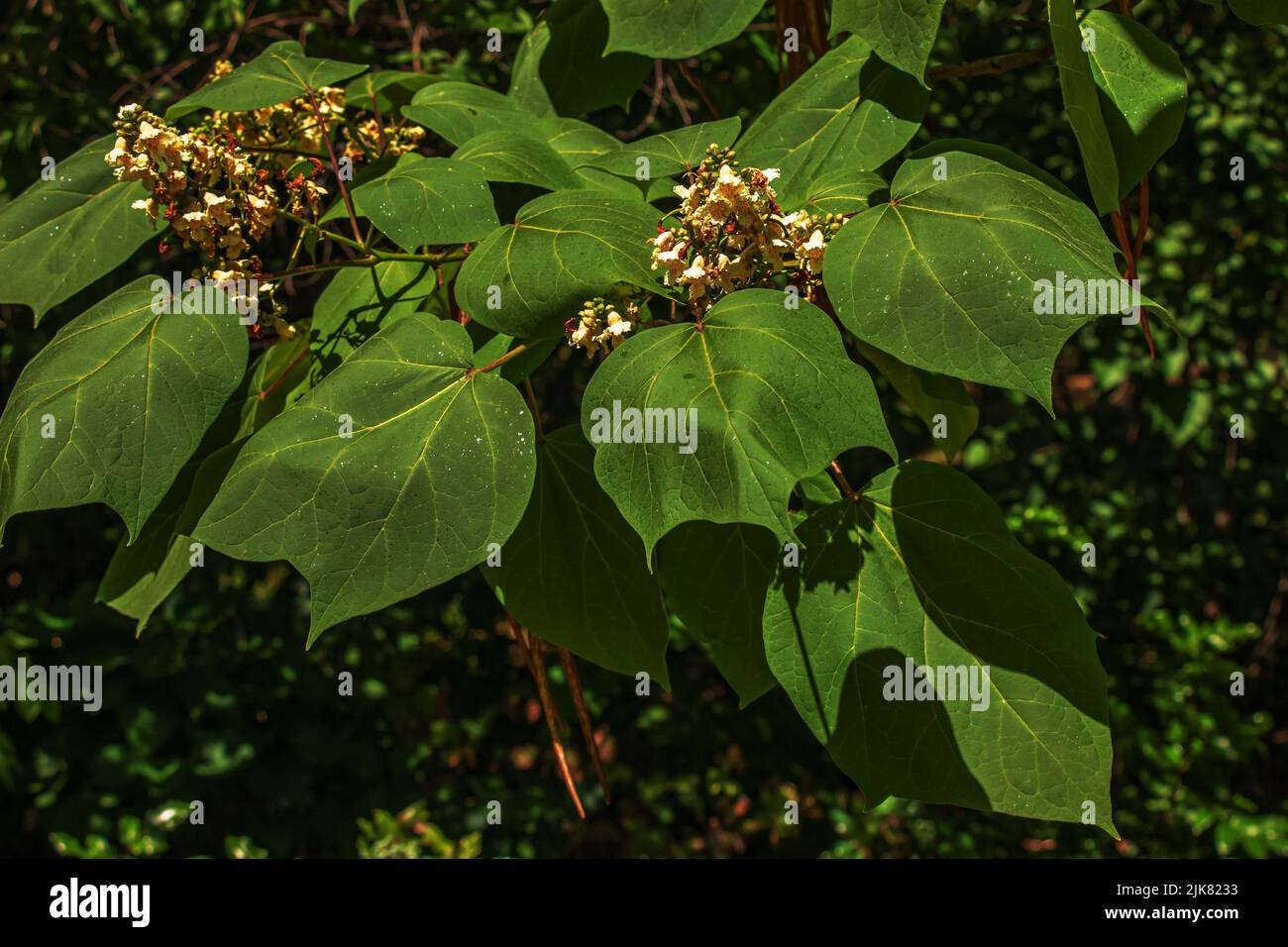 Catapulta Tree Close-up shot of Catalpa or catawba with large, heart-shaped leaves ...