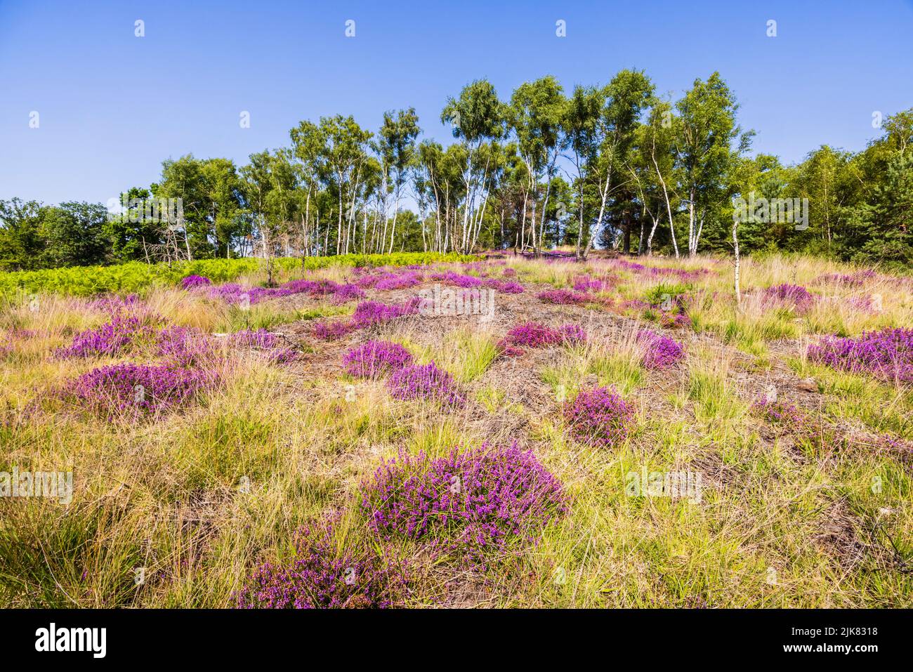 Heathland on Chobham Common, Surrey, south-east England with purple heather and a row of silver birch (Betula pendula) trees, blue sky on a sunny day Stock Photo