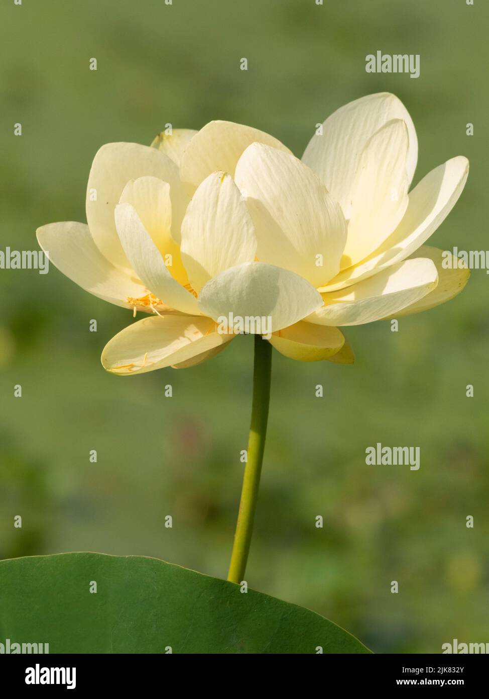 A beautiful yellow lotus flower at Brazos Bend State Park, Texas. USA Stock Photo