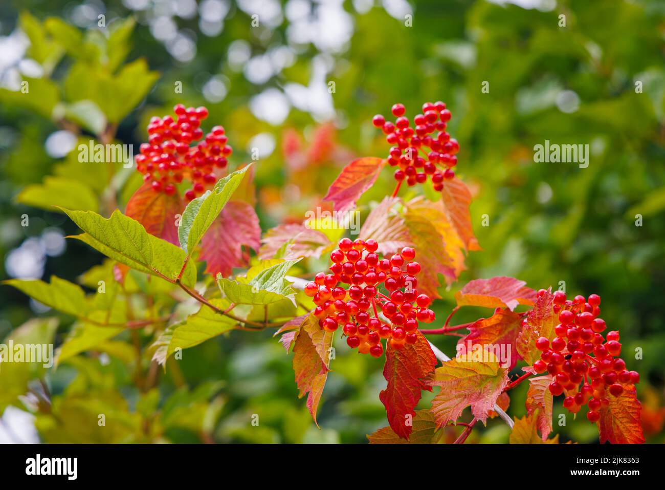 Close-up view of a bunch of orange to red waxy drupes (stone fruits) of Viburnum opulus (guelder rose) in summer in Devon, south-west England Stock Photo
