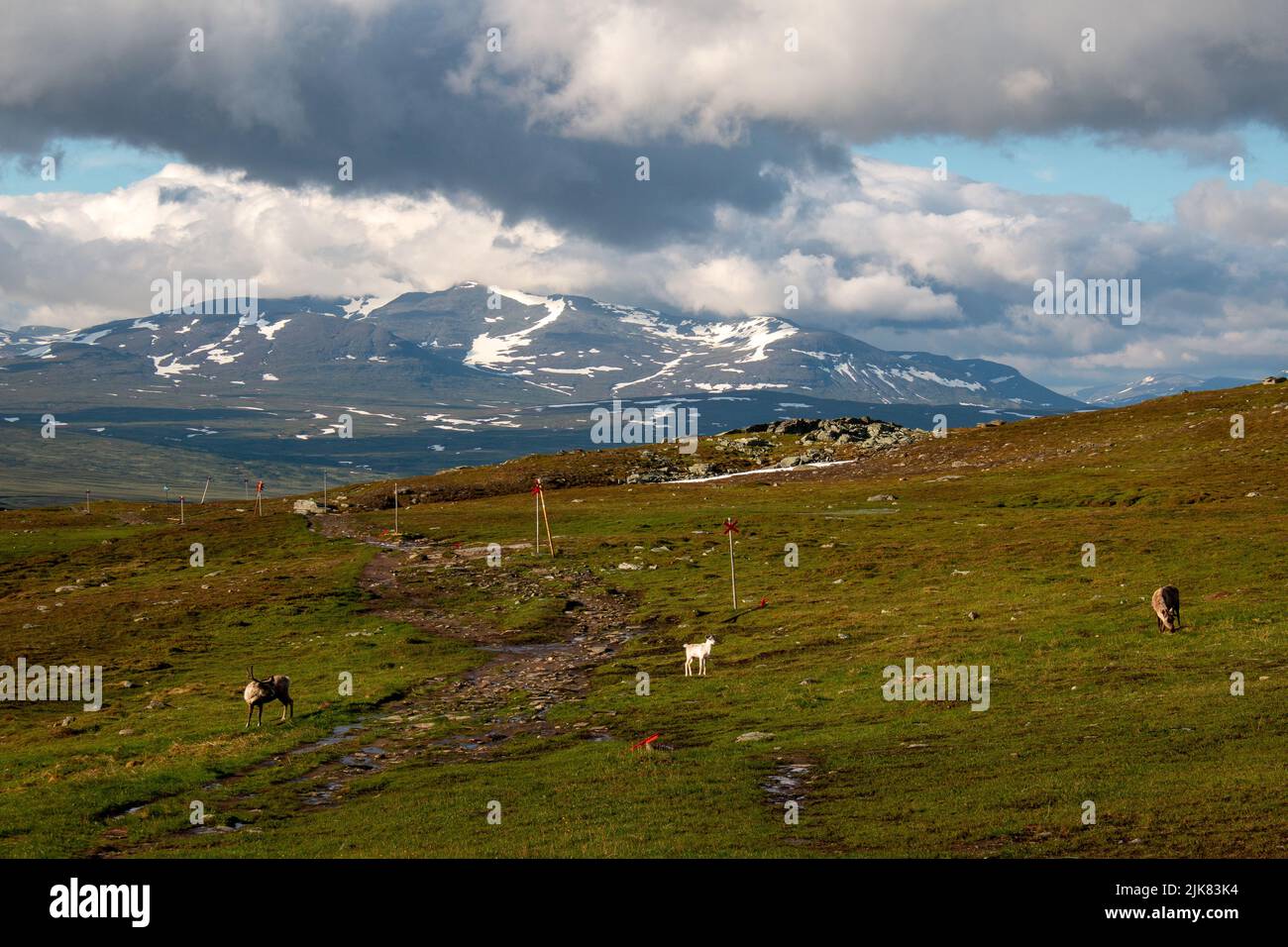 Three reindeers near the Blahammaren mountain station, Jamtland, Sweden Stock Photo
