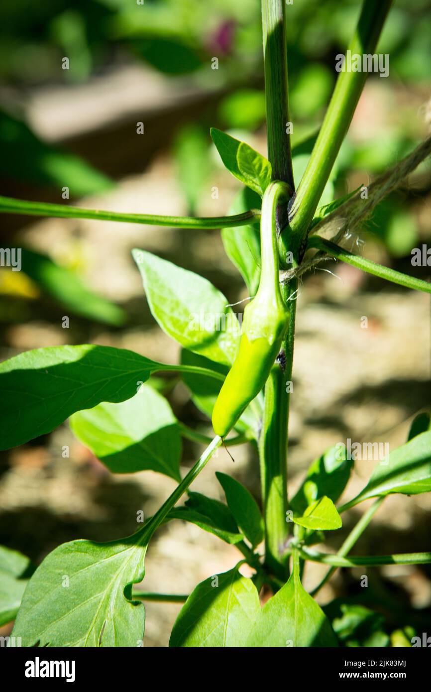 Close up view of green hot pepper growing in the greenhouse Stock Photo