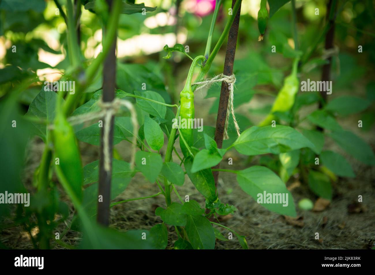 Close up view of green hot pepper growing in the greenhouse. Stock Photo