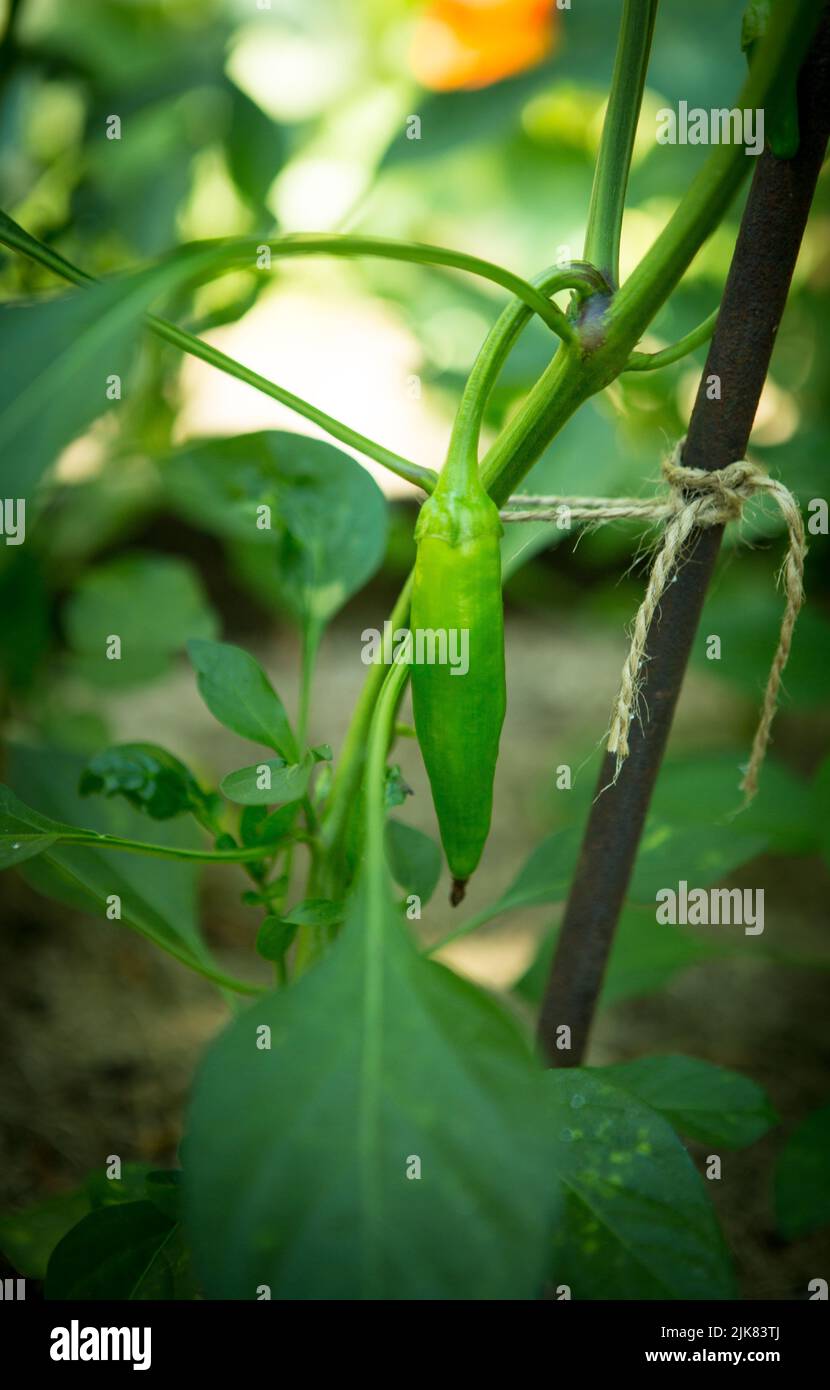 Close up view of green hot pepper growing in the greenhouse. Stock Photo