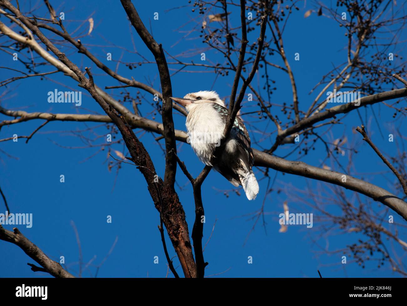 Kookaburra flying hi-res stock photography and images - Alamy