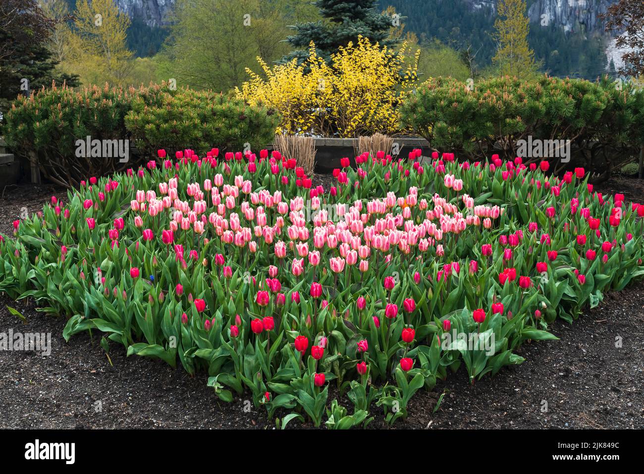 A heart shaped flower bed of tulips in a small park in Squamish, British Columbia, Canada. Stock Photo