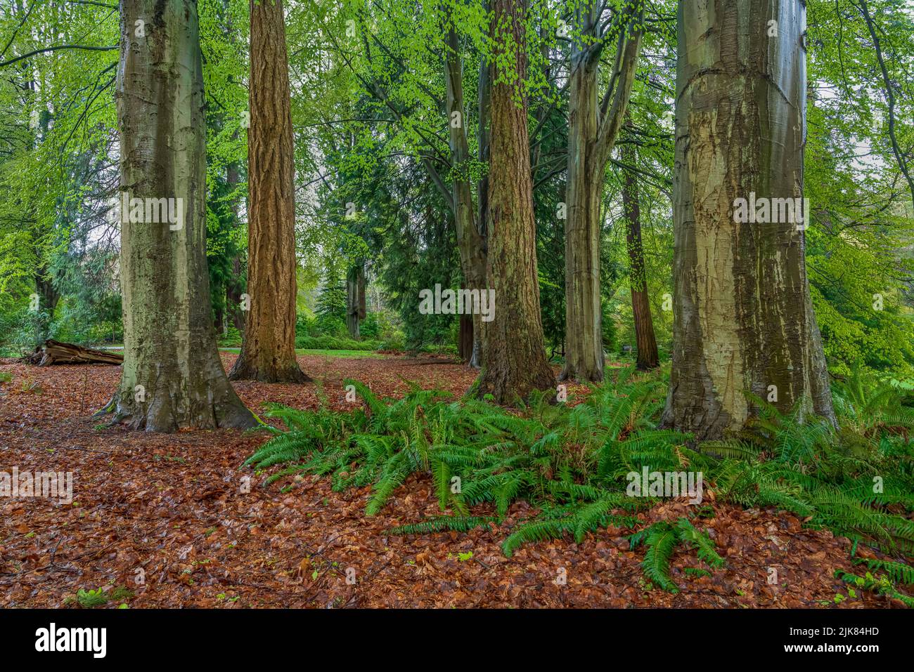 Large redwood trees in the forest of Stanley Park, Vancouver, British