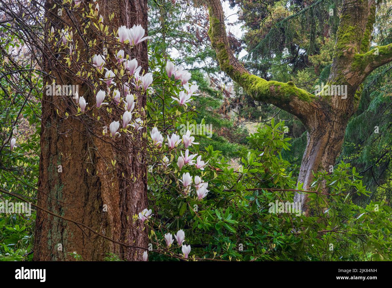 Magnolia blossoms and large redwood trees in the forest of Stanley Park, Vancouver, British Columbia, Canada. Stock Photo