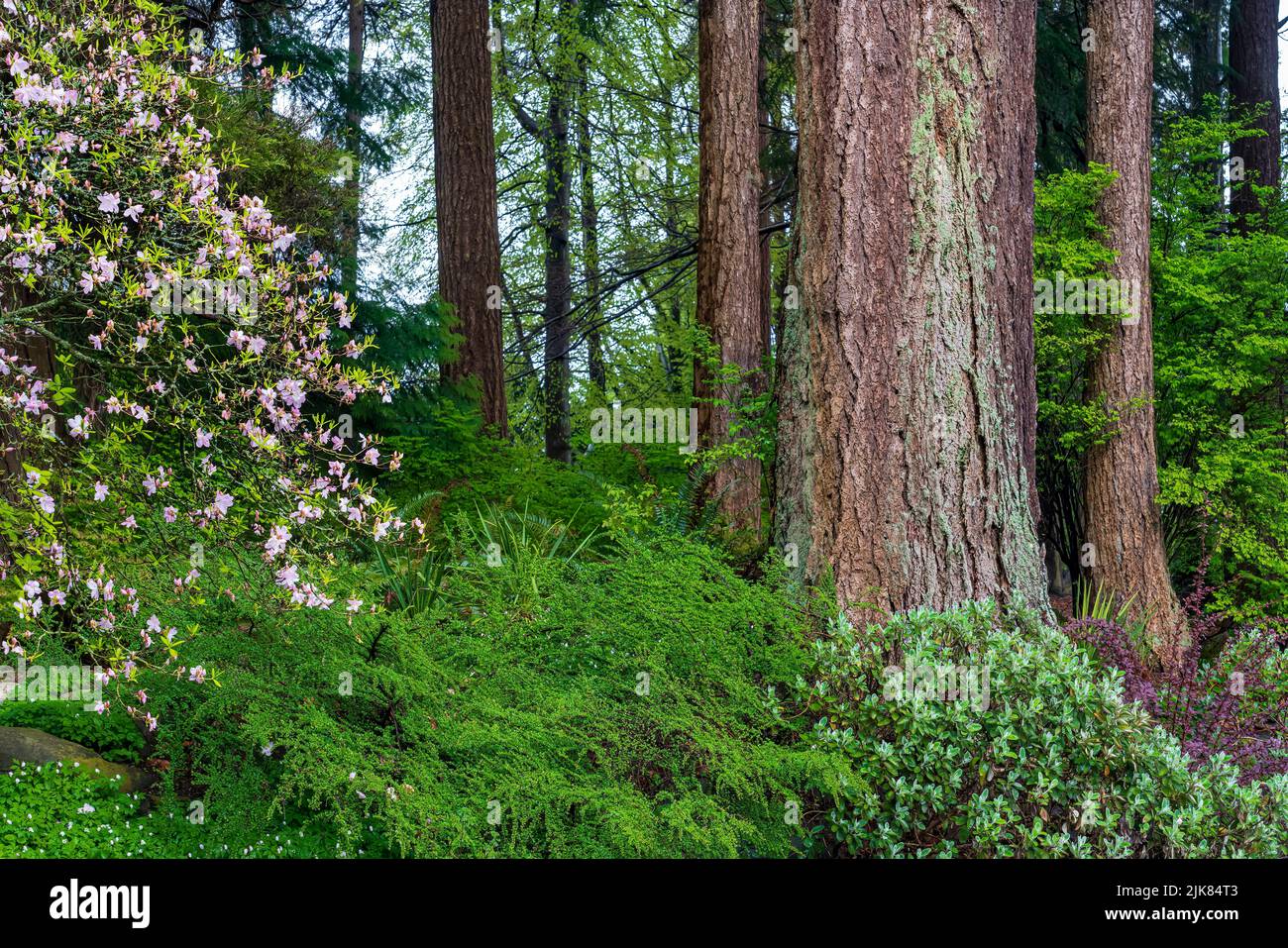Large redwood trees in the forest of Stanley Park, Vancouver, British Columbia, Canada. Stock Photo
