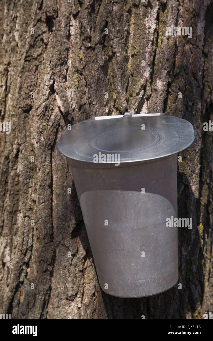 Maple tree sap collecting bucket attached to a maple tree in spring