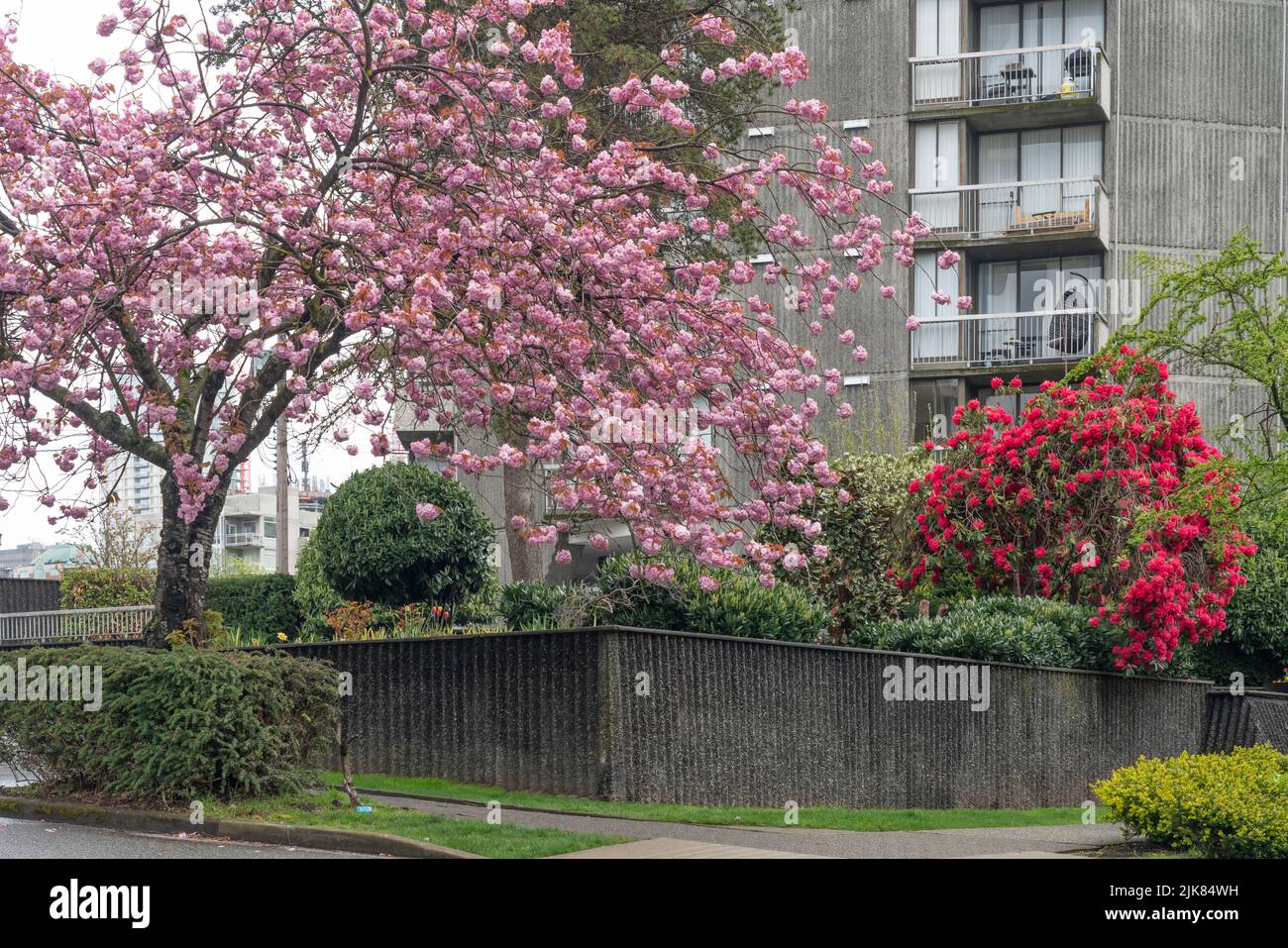 Decorative cherry trees in bloom in the residential streets of