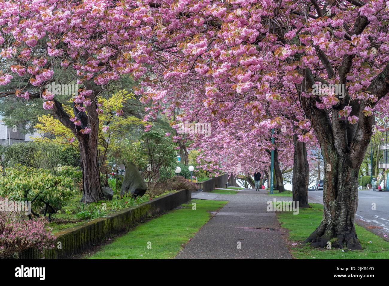 Decorative cherry trees in bloom in the residential streets of