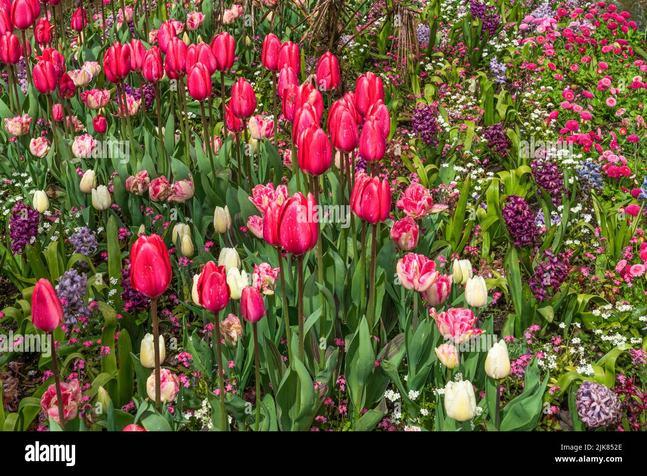 Tulip gardens in the residential streets of Vancouver, British Columbia