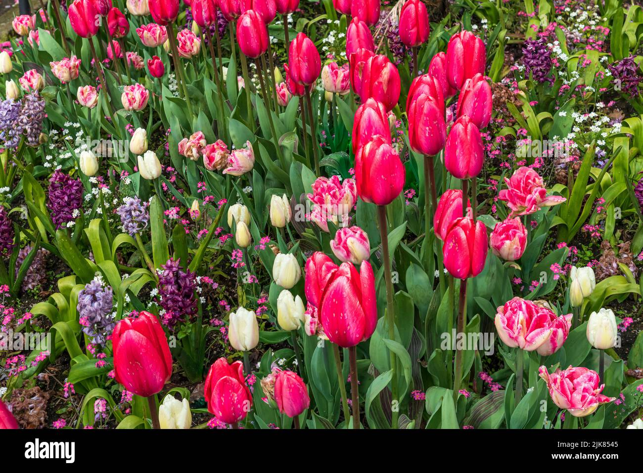 Tulip gardens in the residential streets of Vancouver, British Columbia, Canada. Stock Photo