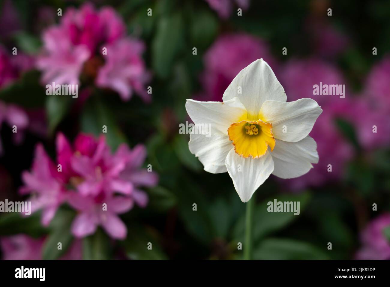Spring flowers blooming at the H.R. MacMillan Space Centre building in